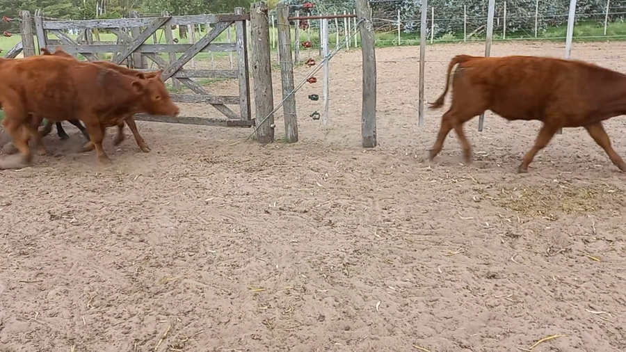 Lote 30 Terneros en Buenos Aires, Daireaux