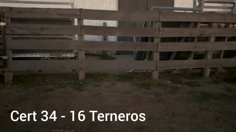 Lote TERNEROS