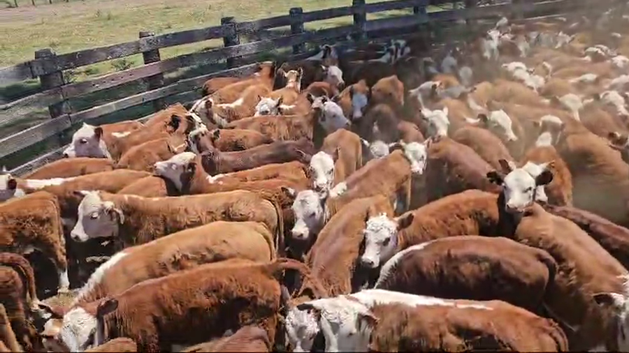Lote 80 Terneras a Termino en Corrientes, Curuzú-Cuatiá