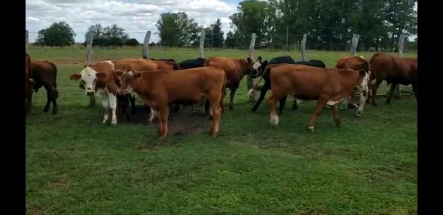 Lote 21 Novillitos en Villaguay, Entre Ríos