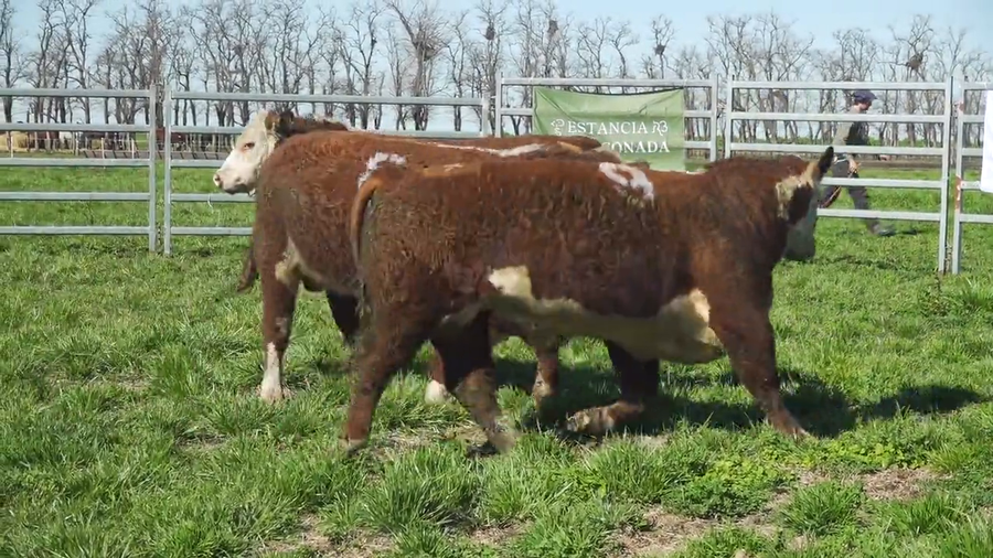Lote Toros HEREFORD