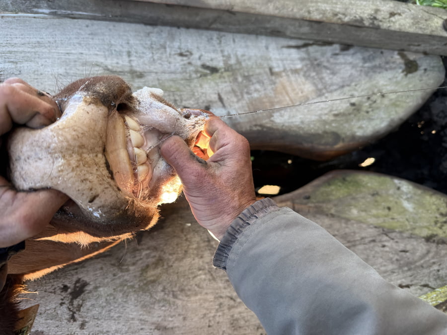 Lote 80 Vacas nuevas C/ cria en Buenos Aires, Tres Arroyos