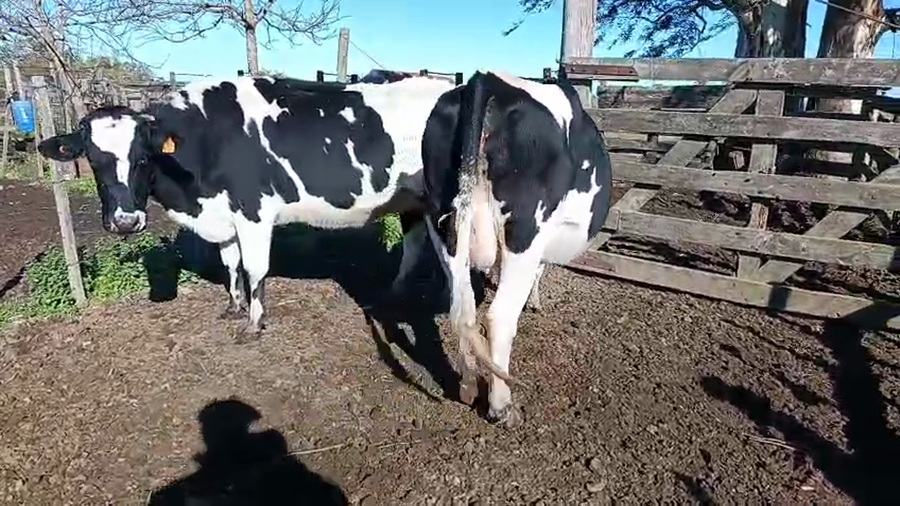 Lote 2 Vaquillonas  Holando a remate en Pantalla Camy 460kg -  en Ruta 3 Km 120