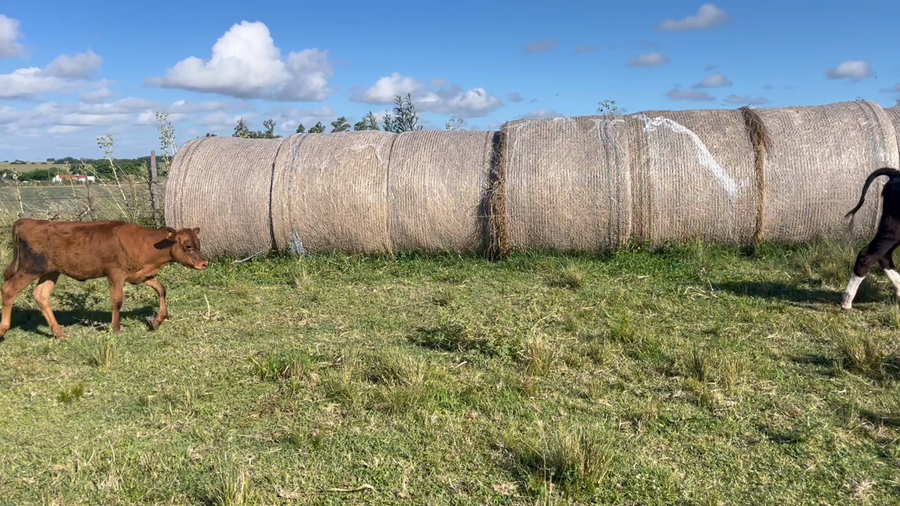 Lote TERNERAS