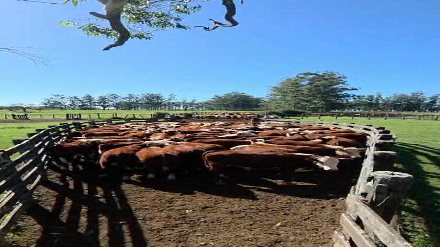 Lote 100 Terneros en Corrientes, Curuzu Cuatia