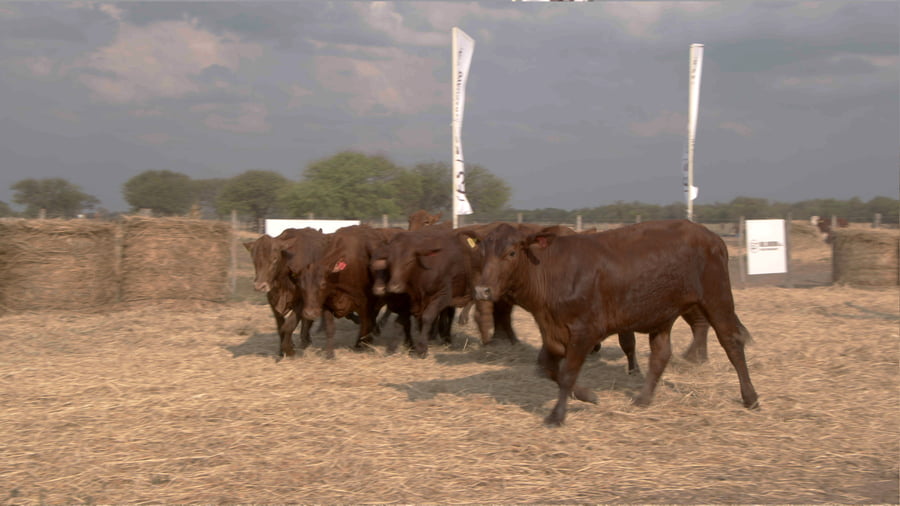Lote Vaquillas CBO. 1 PREÑADAS