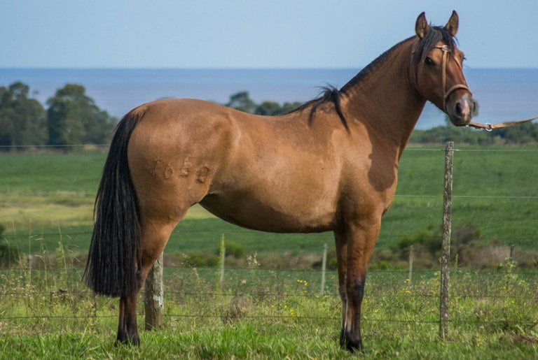 Lote CONSTANCIA RAFAGA 1650