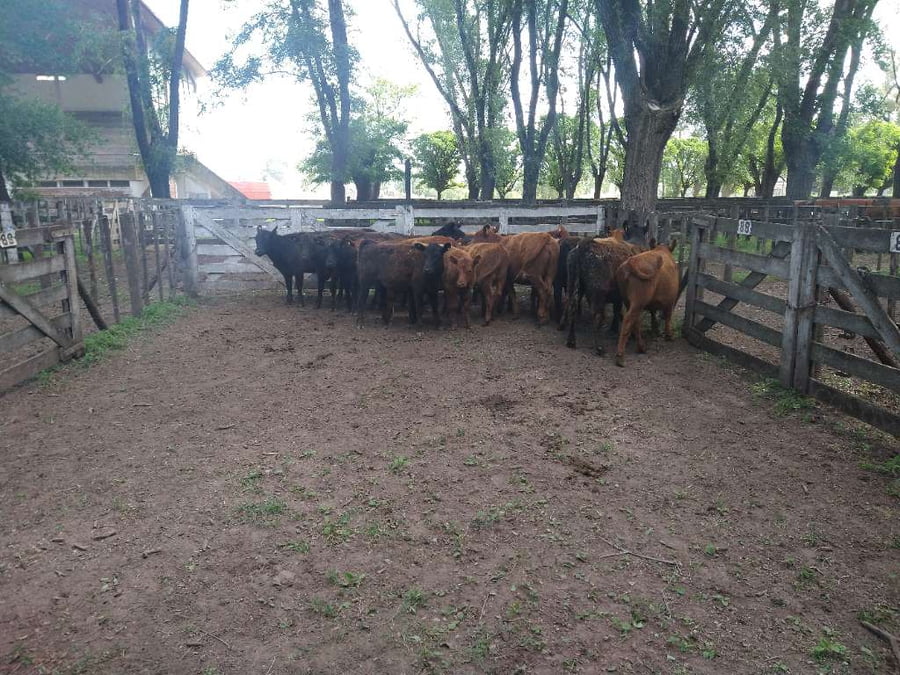 Lote 17 Terneras en Gral. Lamadrid, Buenos Aires