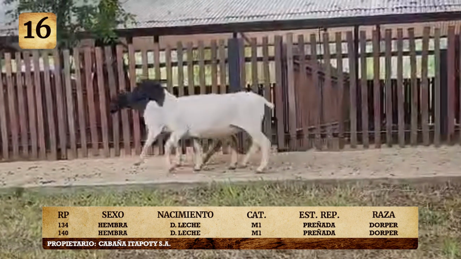 Lote LOTE 16