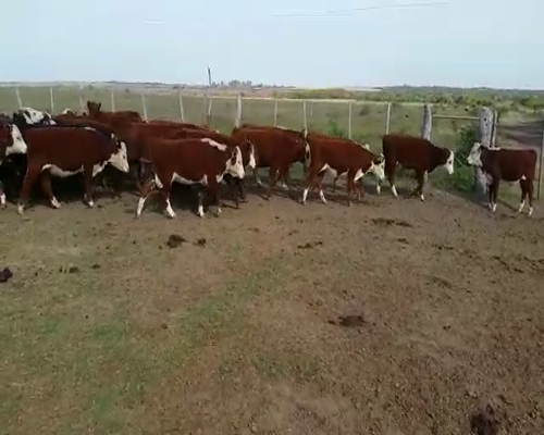 Lote 180 Terneros/as en Villaguay, Entre Ríos