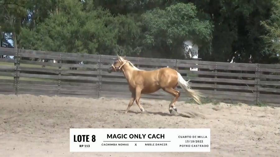 Lote MAGIC ONLY CACH