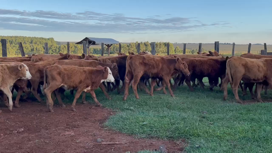 Lote 45 Terneros/as en Ituzaingó, Corrientes