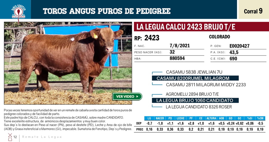 Lote TOROS PP