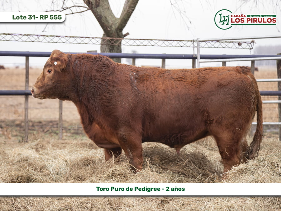 Lote TOROS PUROS DE PEDIGREE - 22/24 meses