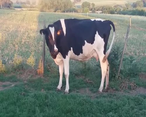 Lote (Vendido)Vaquillonas/Vacas Gordas HO 570kg -  en POLANCOS