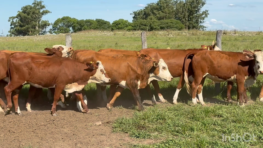 Lote 45 Vaquillonas en Corrientes, Mercedes