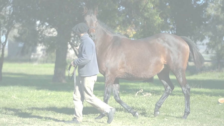 Lote HIDDEN SMILE (ROMAN RULER - HEAVENLY SMILE) Preñez de DADDY LONG LEGS