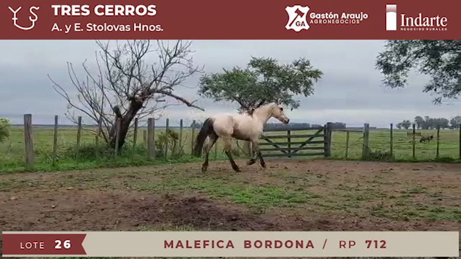 Lote MALEFICA BORDONA