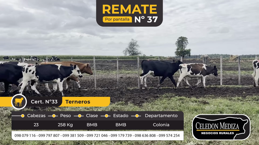 Lote 23 Terneros en Agraciada, Colonia