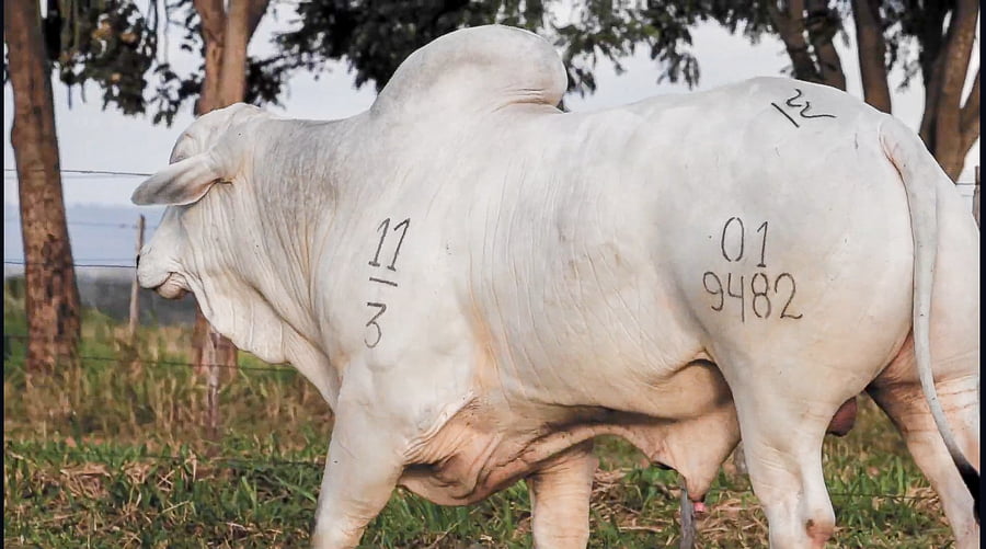 Lote LOTE 16