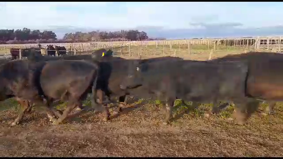 Lote 22 Vacas CUT preñadas en Benito Juárez, Buenos Aires