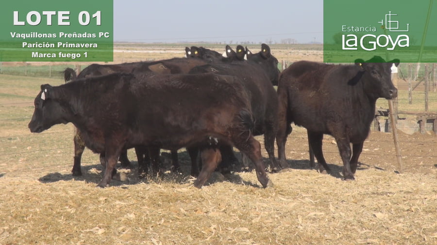 Lote VAQUILLONAS PREÑADAS PC PARICIÓN PRIMAVERA