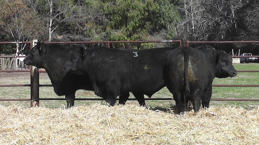 Lote TOROS PUROS DE PEDIGREE