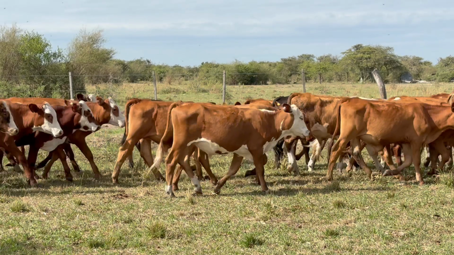 Lote 330 Terneros