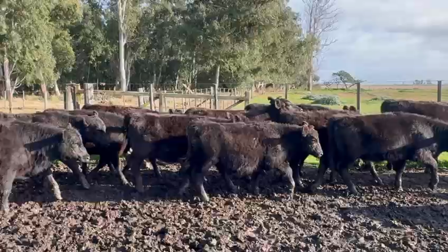Lote 65 Terneros a término