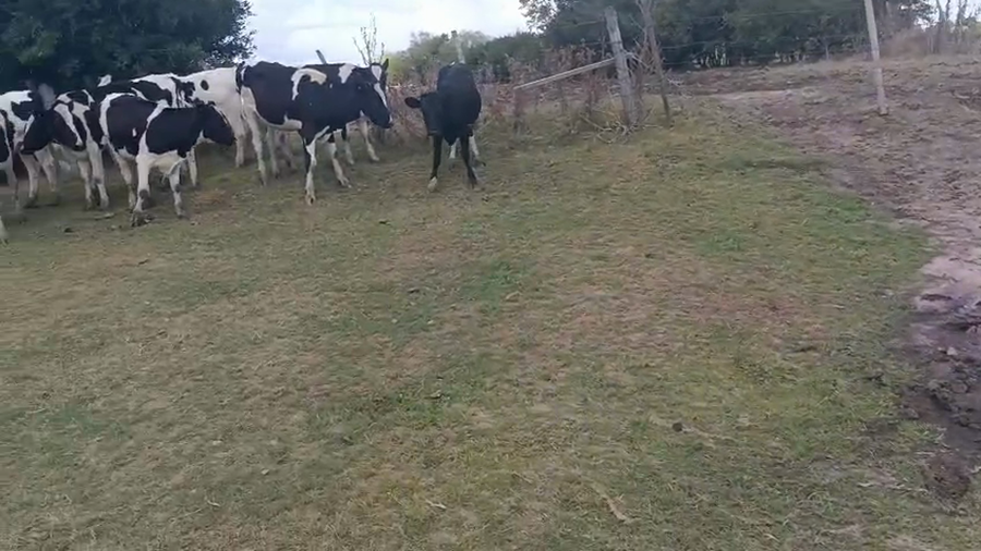 Lote 16 Vaquillonas  a remate en Pantalla Camy, San José