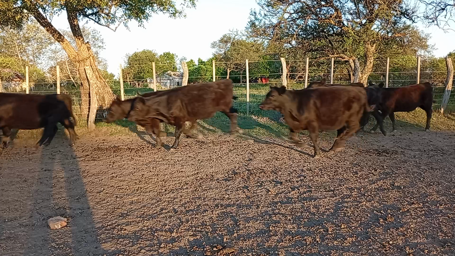 Lote 70 Terneros/as
