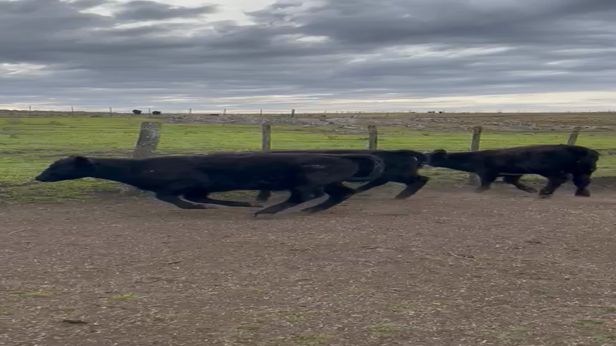 Lote 70 TERNS. MACHOS, TANDIL,  PCIA. DE BS. AS.