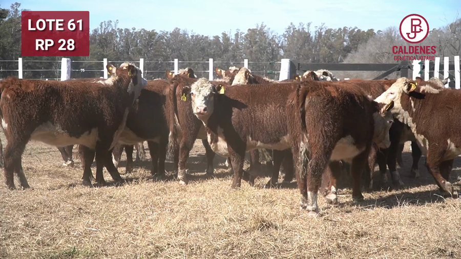 Lote VAQUILLONA PR PREÑADA PARICIÓN PRIMAVERA