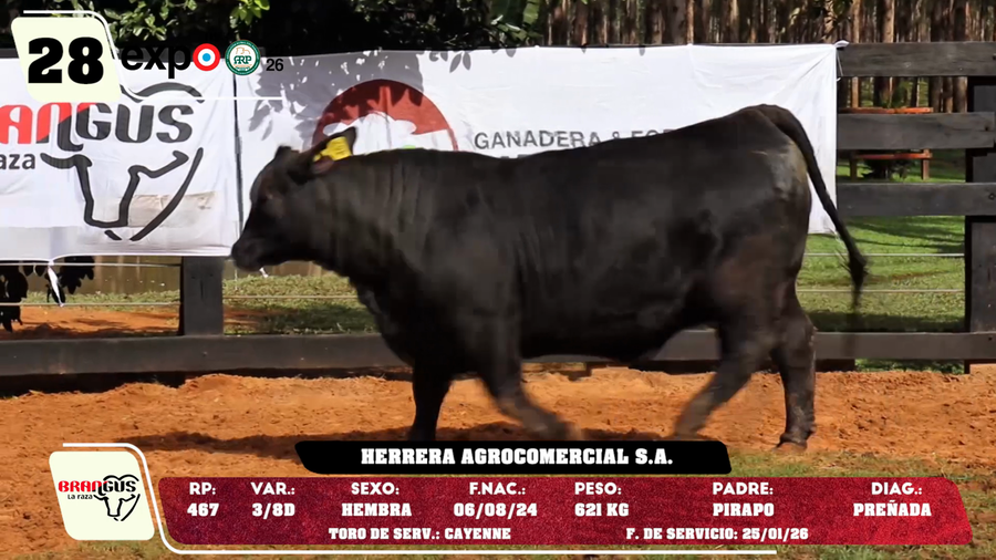 Lote LOTE 28