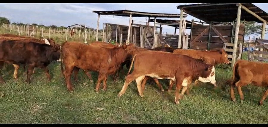 Lote 22 Terneros/as en Corrientes, Curuzu Cuatia