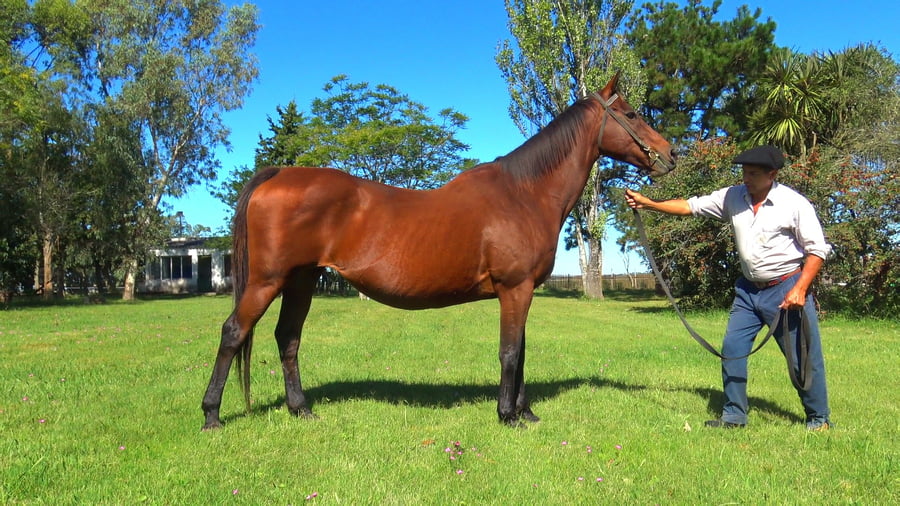 Lote THANKS GIVEN (ARG)