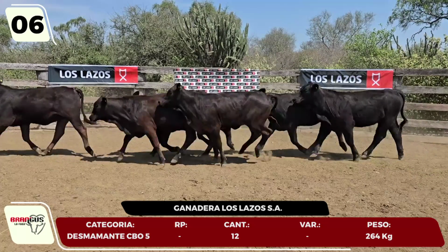 Lote LOTE 6- EN VIVO