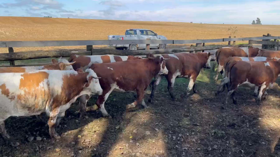 Imagen 1 del Lote Lote 16 Novillo Gordo en Paillaco, XIV Región Los Ríos