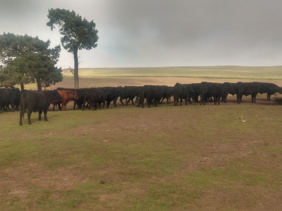 Lote SAENZ VALIENTE, BULLRICH Y Cia. S.A.