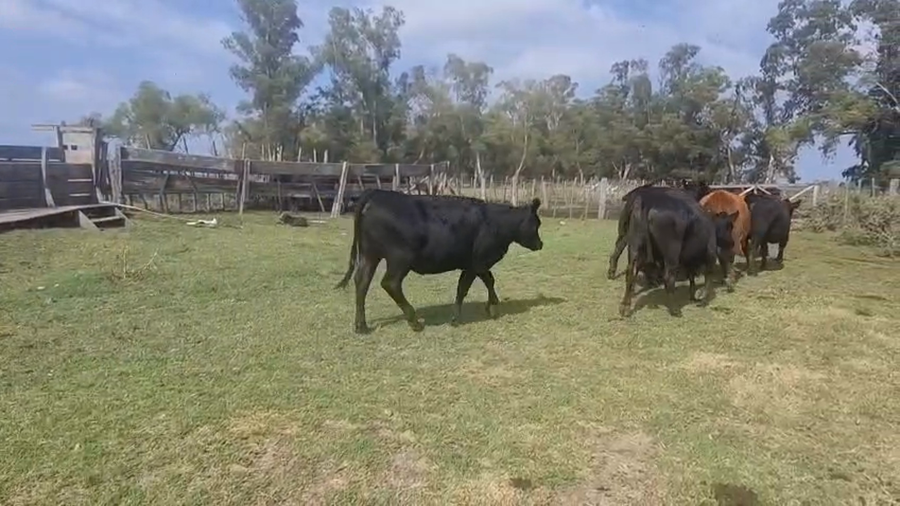 Lote 8 Vacas C/ gtia de preñez