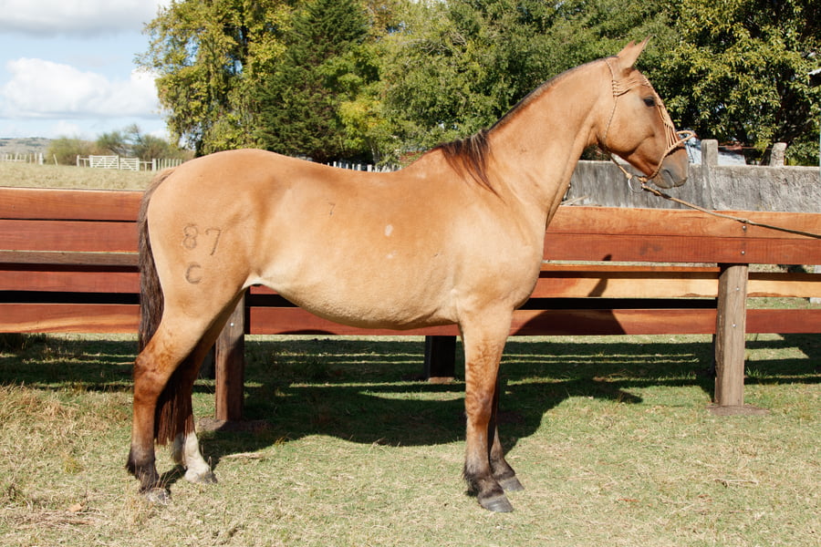 Lote Destino ESPARTILLO