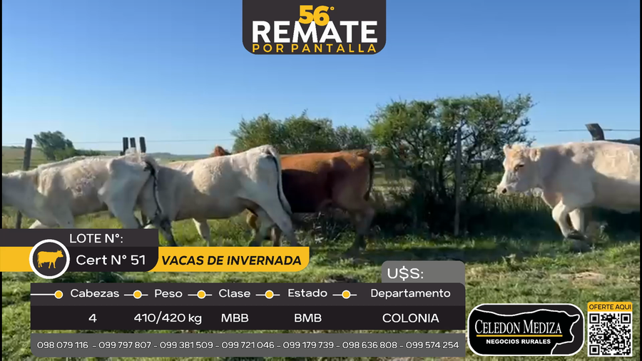 Lote 4 Vacas de Invernada en La Horqueta, Colonia