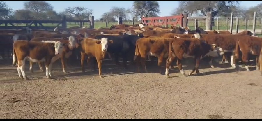 Lote 84 Terneros/as en Corrientes, Curuzu Cuatia