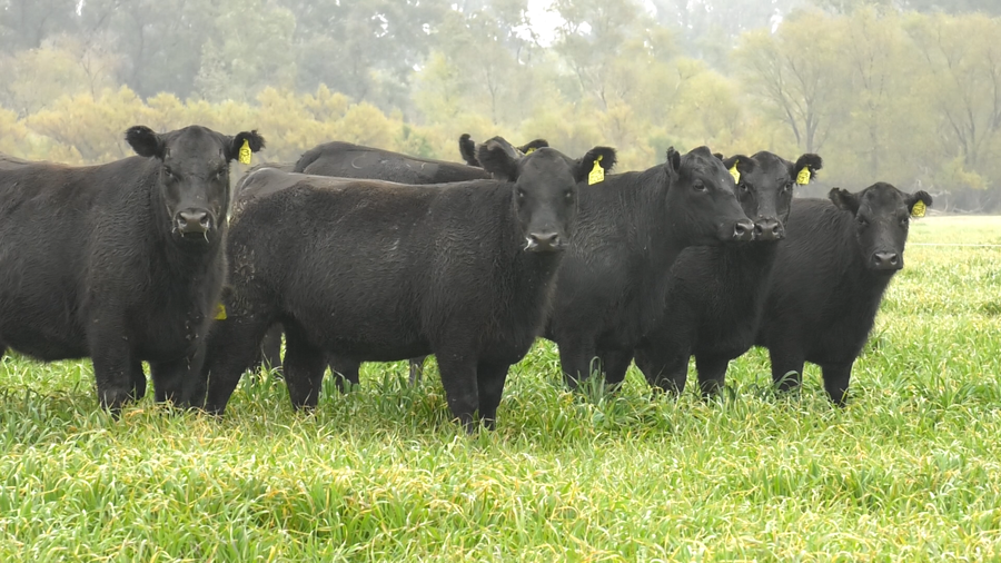 Lote VAQ. ANGUS NEGRAS BASE C/GTÍA DE PREÑEZ