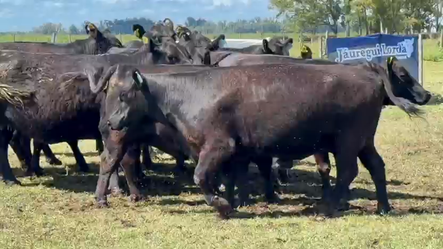 Lote 10 Vacas nuevas Preñadas