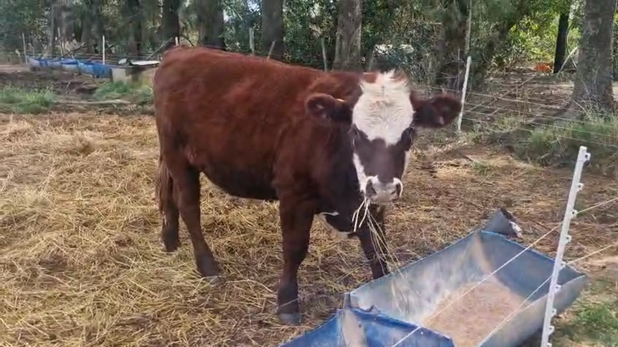 Lote 2 Novillos a remate en Pantalla Camy - Aniversario 31 Años, San José