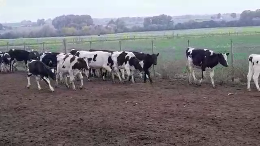 Lote TERNERAS HOLANDO