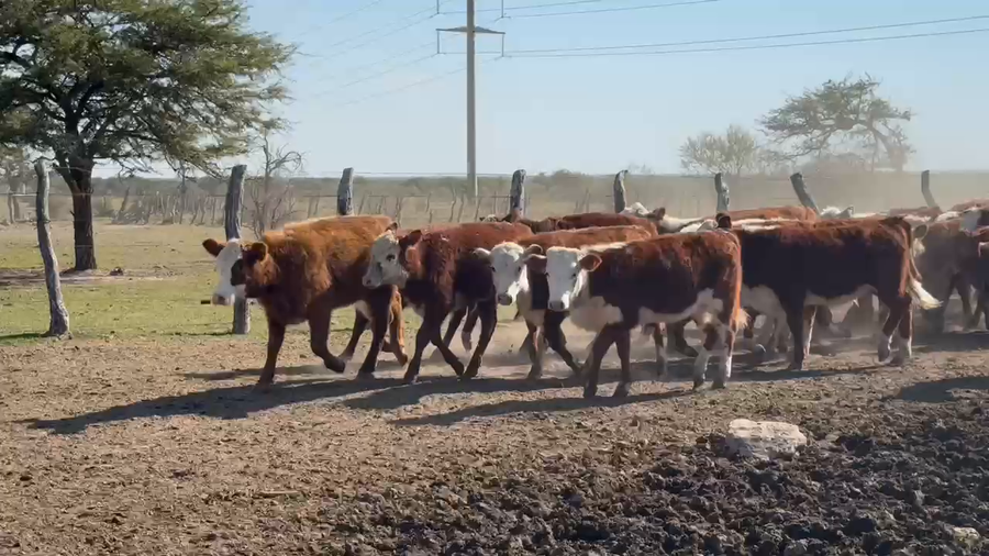 Lote 125 Terneras en Corrientes, Mercedes