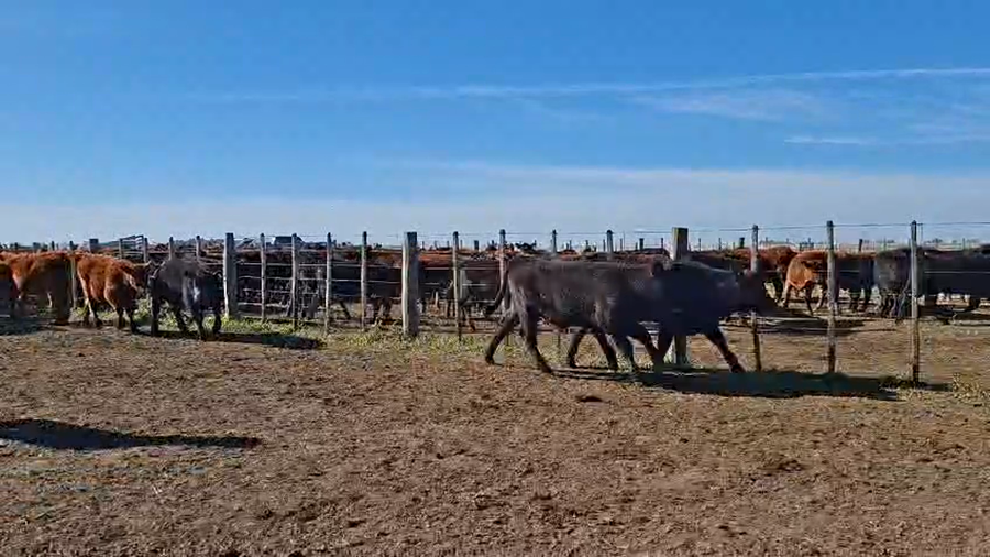 Lote 220 Terneros en Buenos Aires, Olavarría