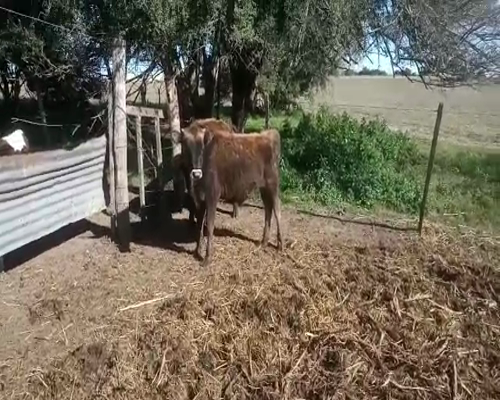 Lote 2 Terneros JERSEY 180kg - , San José